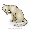 cat2